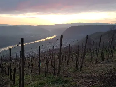 Einer unserer Weinberge