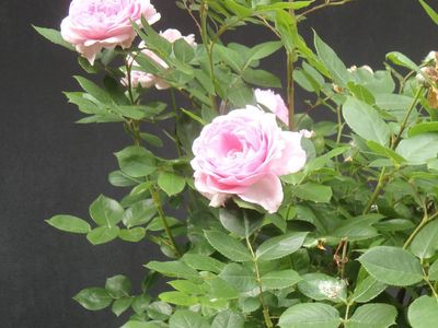 Rose Terrasse