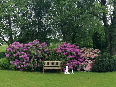 Rhododendron