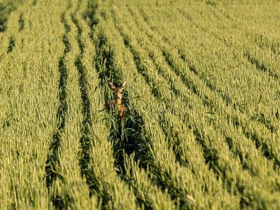 Feld im Sommer