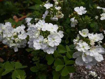 GardenSummer