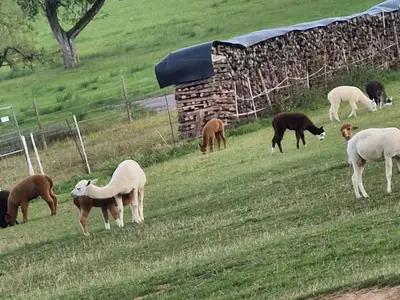 Gissigheimer Alpakafarm