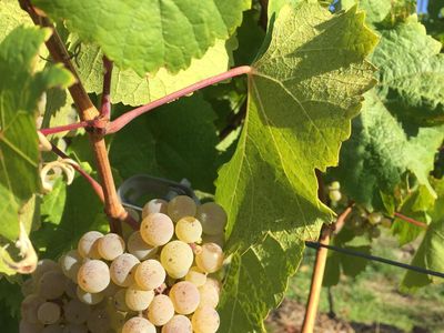 Der Riesling kurz vor der Ernte