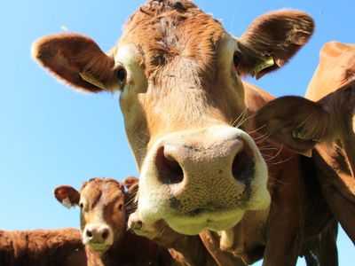 Mutterkuhhaltung Limousin Leindlhof