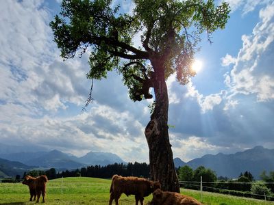 Unsere Tiere genießen den Sommer