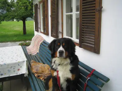Hund Sammy