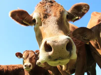 Mutterkuhhaltung Limousin Leindlhof