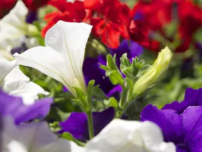 Balkonblumen