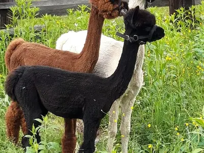 Ferienwohnung für 5 Personen (65 m²) in Kötschach-Mauthen 2/10