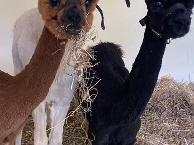 Ferienwohnung für 5 Personen (65 m²) in Kötschach-Mauthen 6/10