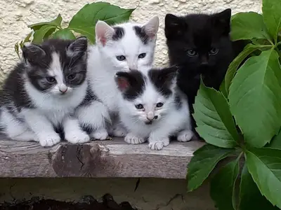 Ferienwohnung für 5 Personen (65 m²) in Kötschach-Mauthen 9/10