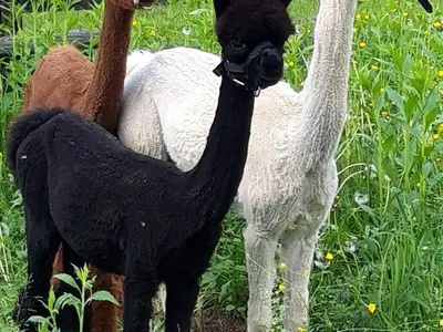 Ferienwohnung für 5 Personen (65 m²) in Kötschach-Mauthen 10/10