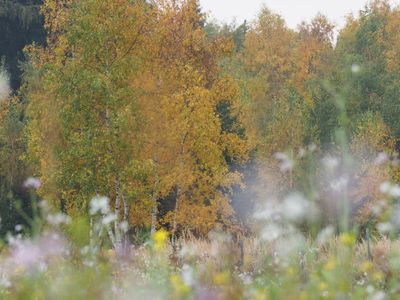 Herbst Laubbäume