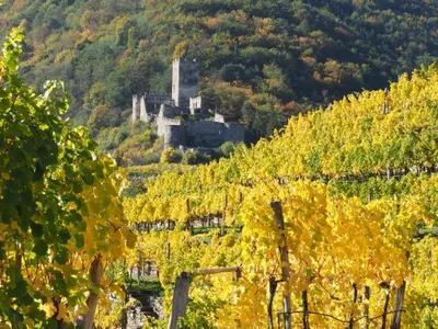 Ruine Spitz a. d. Donau