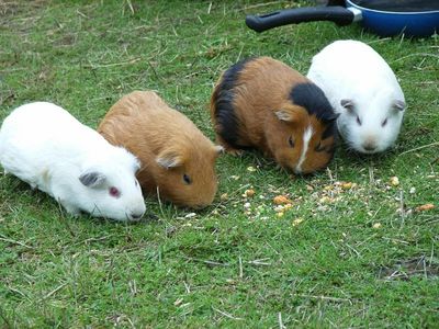 unsere Meerschweinchen