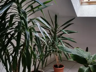 Ferienwohnung für 4 Personen (80 m²) in Kranichfeld 6/10
