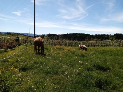 unsere Ponys