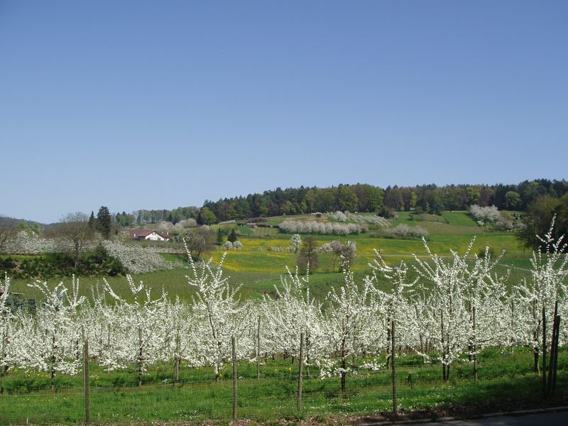 22604559-Ferienwohnung-2-Kressbronn-800x600-1