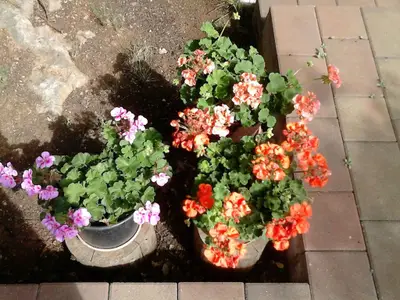 Ferienwohnung für 2 Personen (30 m²) in Krk 4/10