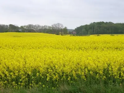 Ferienwohnung für 5 Personen (58 m²) in Kronsgaard 5/10