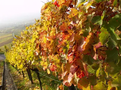 Weinreben