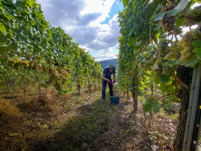 Weinlese