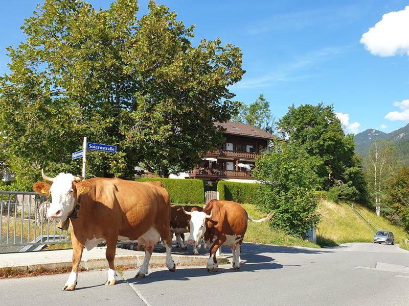 21653369-Ferienwohnung-4-Krün-800x600-1