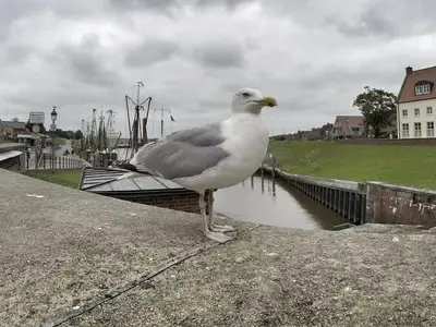 Ferienwohnung für 4 Personen (50 m²) in Krummhörn Hamswehrum 10/10