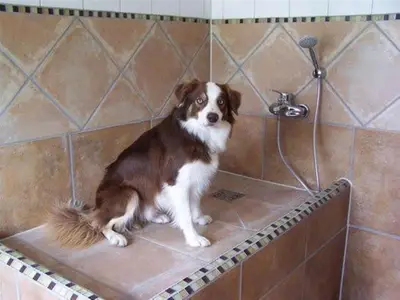Hundedusche