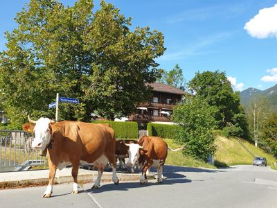 Haus Abendsonne Krün mit Kühen