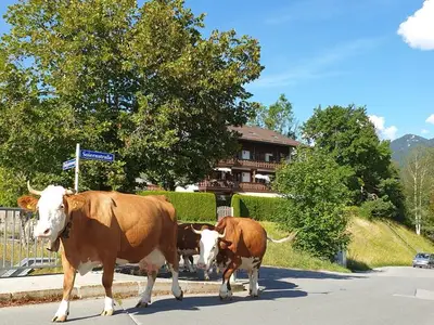 Ferienwohnung für 4 Personen (42 m²) in Krün 2/10