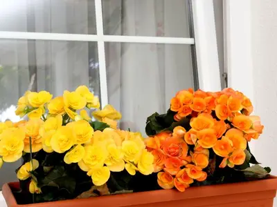 Ferienwohnung für 3 Personen in Kučište 5/10