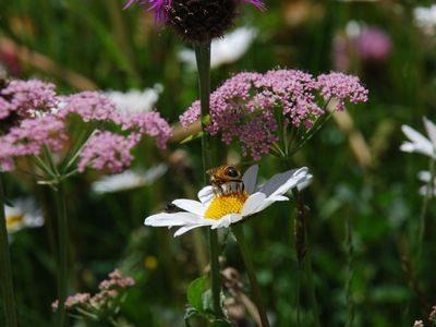 Blumenwiese
