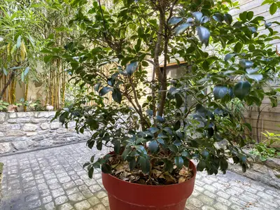 outside