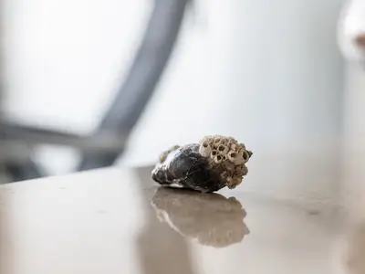 Ferienwohnung für 2 Personen (30 m²) in Laboe 7/10