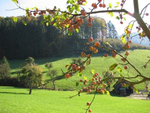 18804710-Ferienwohnung-4-Lahr/Schwarzwald-300x225-2