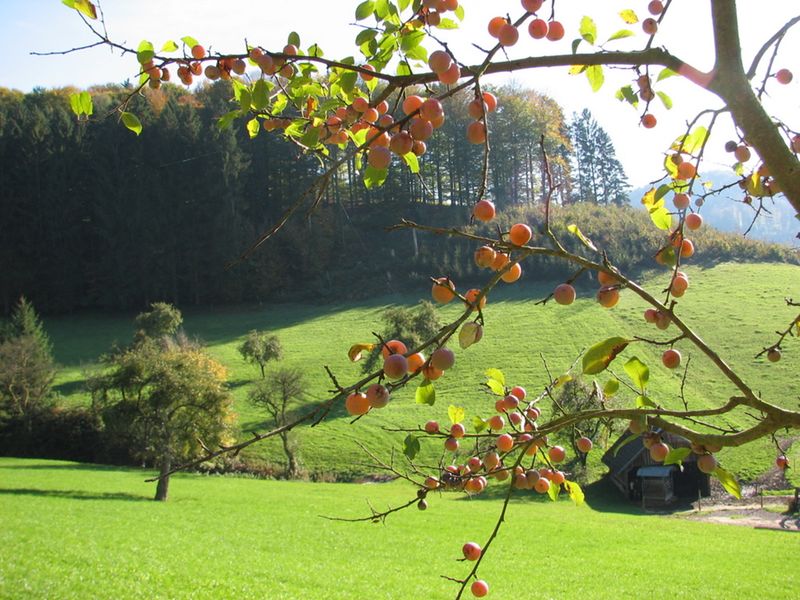 18804710-Ferienwohnung-4-Lahr/Schwarzwald-800x600-2