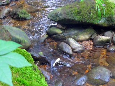 Fluss Weißer Regen