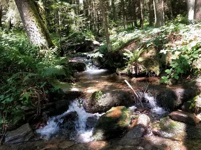 im wald