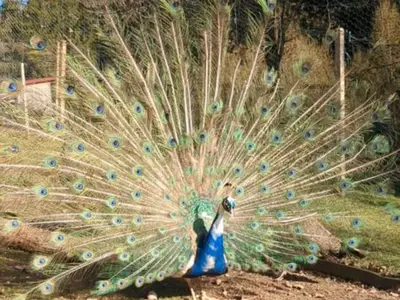 Pfau