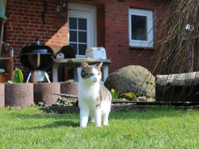 Die Hofkatze