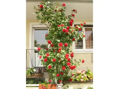 Ferienwohnung für 4 Personen (59 m²) in Langenargen 6/8