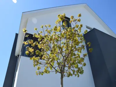 Haus