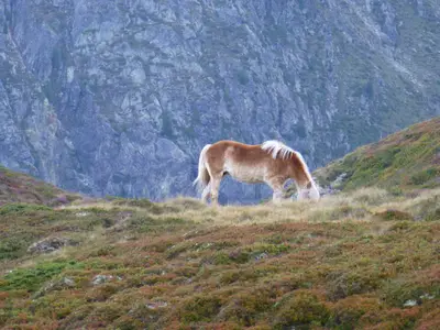 Sommer im Ötztal