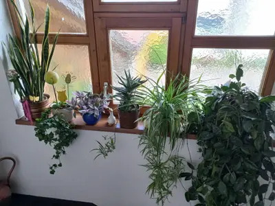 Hausgang mit Blumen