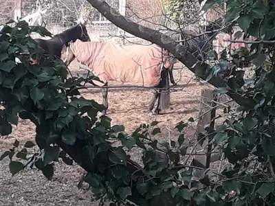 Ferienwohnung für 6 Personen (145 m²) in Langenhagen (Hannover) 9/10