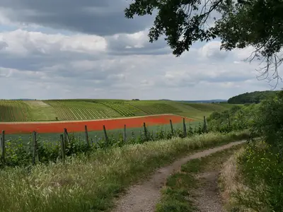 Spaziermöglichkeit in den Weinbergen und im Wald