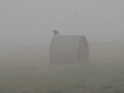 herbstlicher Nebel an der Nahe