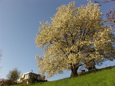 Ferienwohnung für 2 Personen (38 m²) in Lannach 4/10