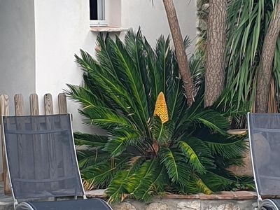 Palmier bord de piscine